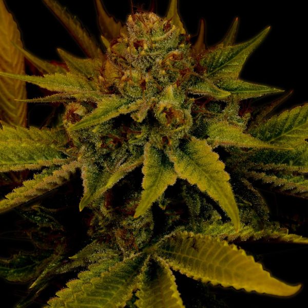 G13 Feminized Cannabis Plant