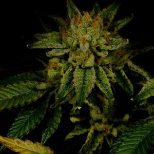 GG4 Autoflower Cannabis Plant