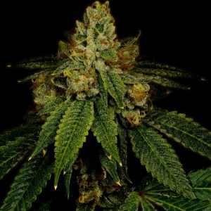 Girl Scout Cookies Feminized Cannabis Plant