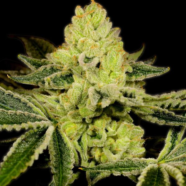 God Bud Autoflower cannabis plant