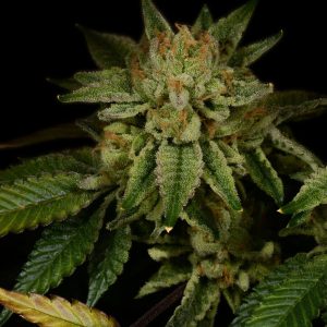 Gorilla Glue #4 Feminized Cannabis Plant