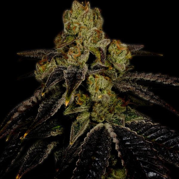 Grape Ape Feminized Cannabis Plant