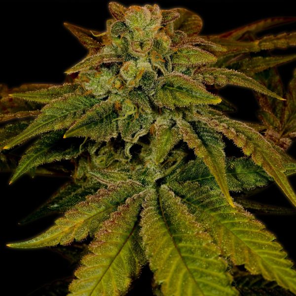 Hawaiian Punch Feminized Cannabis Plant