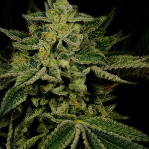 Jack Herer Autoflower Cannabis Plant