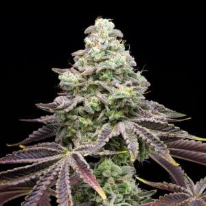 Khalifa Kush strain cannabis plant featuring a sizable cola densely coated with trichomes, sugar leaves, and pistils. Khalifa Kush seeds are for purchase online from Premium Cultivars.