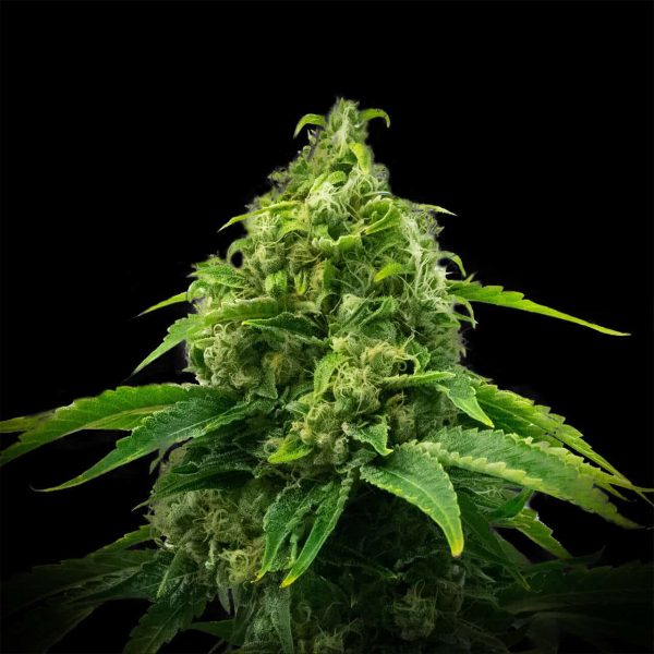 Kimbo Kush Feminized Cannabis Plant