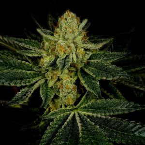 LSD Autoflower Cannabis Plant