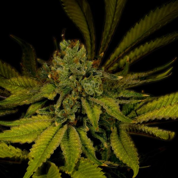 Maui Wowie Autoflower Cannabis Plant