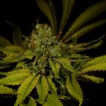 Maui Wowie Feminized Cannabis Plant