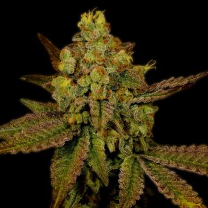 Mazar x Blueberry Feminized Cannabis Plant