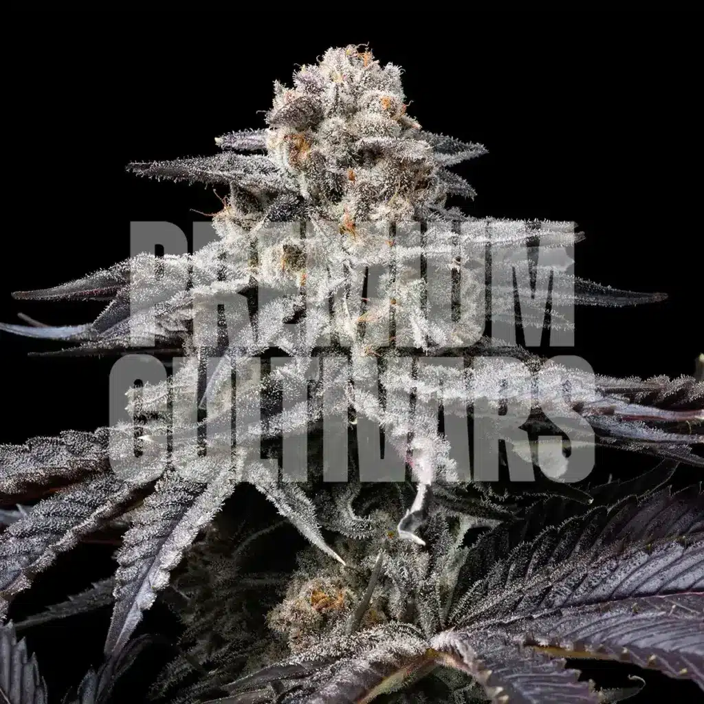 A trichome coated Obama Runtz plant is shown. Purchase Obama Runtz strain cannabis seeds online from Premium Cultivars.