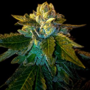 Platinum OG Feminized Cannabis Plant