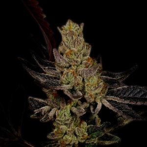 Purple Haze Strain Autoflower Cannabis Plant