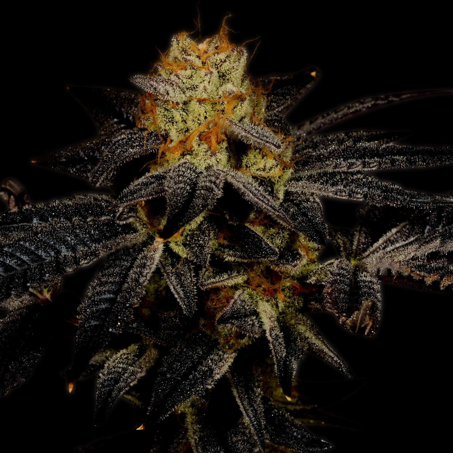 Purple Kush Autoflower Cannabis Plant