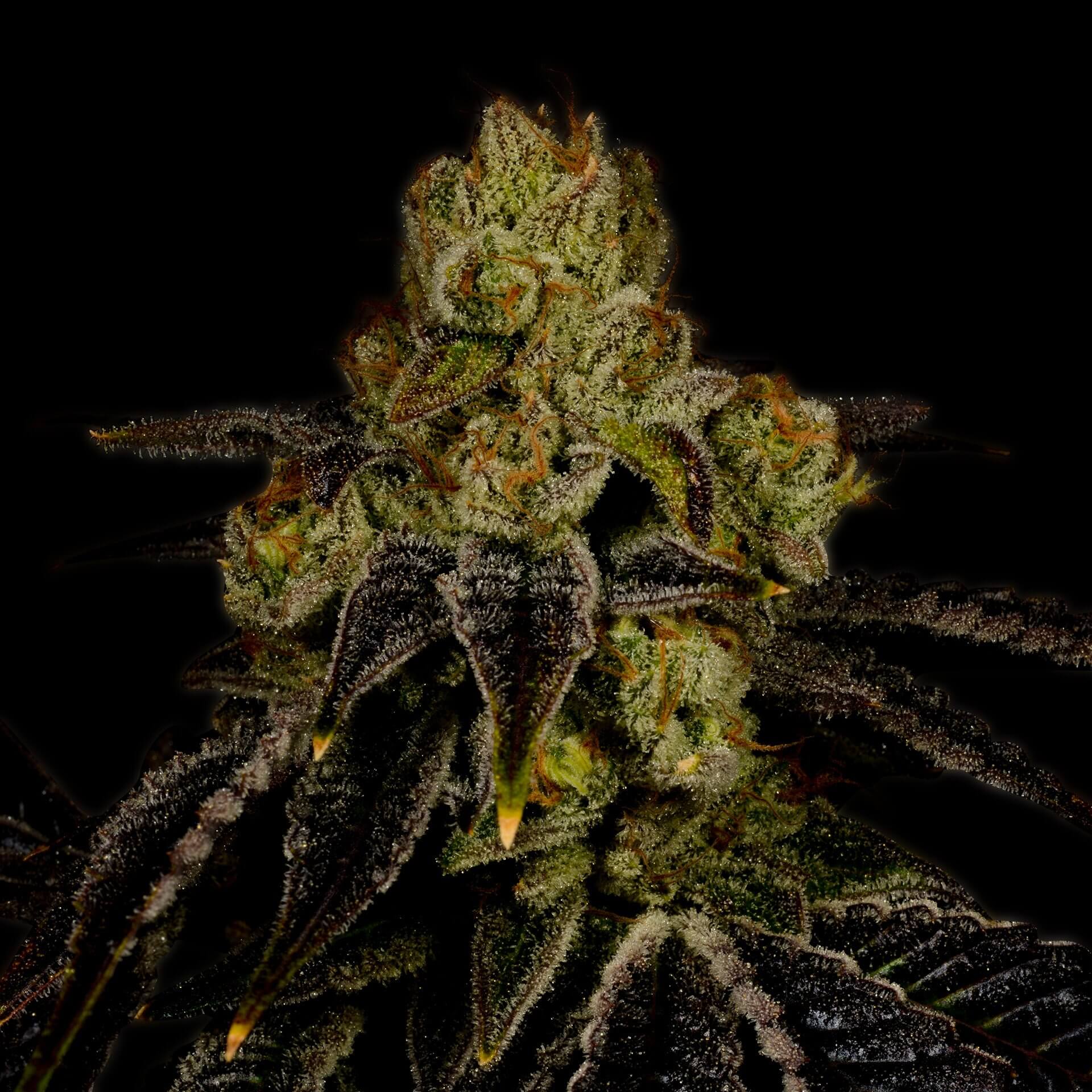 Purple Punch Autoflower Cannabis Plant