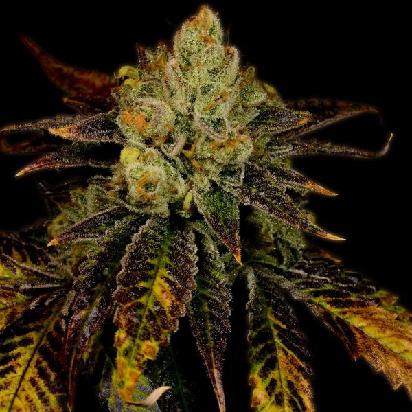 Purple Urkle Feminized Cannabis Plant
