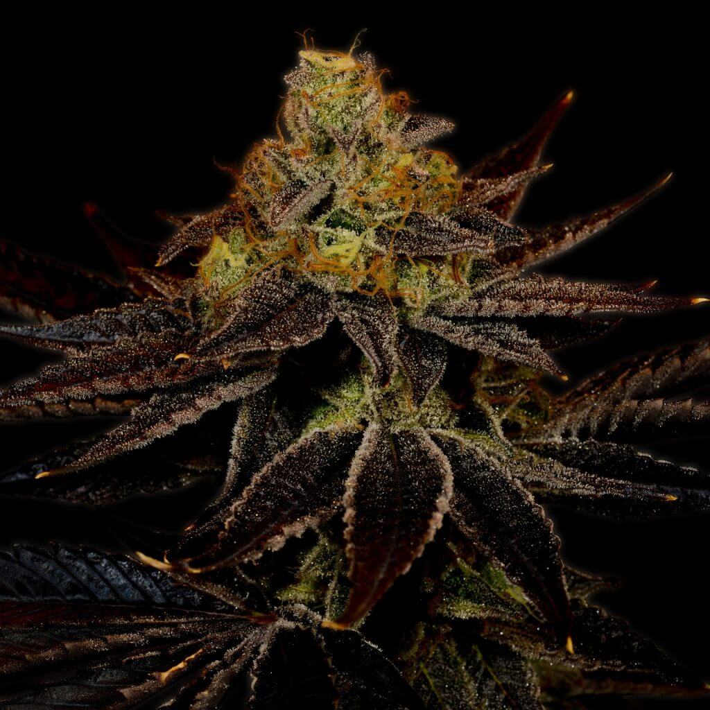 Densely packed, trichome heavy, Runtz plant is shown. Purchase the popular Runtz strain cannabis seeds online from Premium Cultivars.