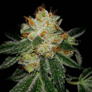 Silver Haze Autoflower Cannabis Plant