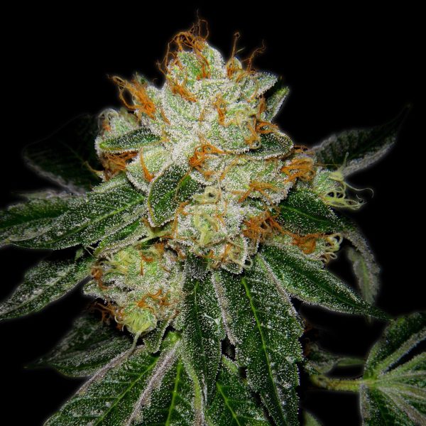 Silver Haze Feminized Cannabis Plant