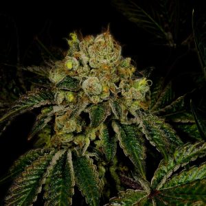Sour Kush Autoflower Cannabis Plant