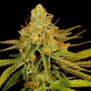 Sour Tangie Feminized Cannabis Plant