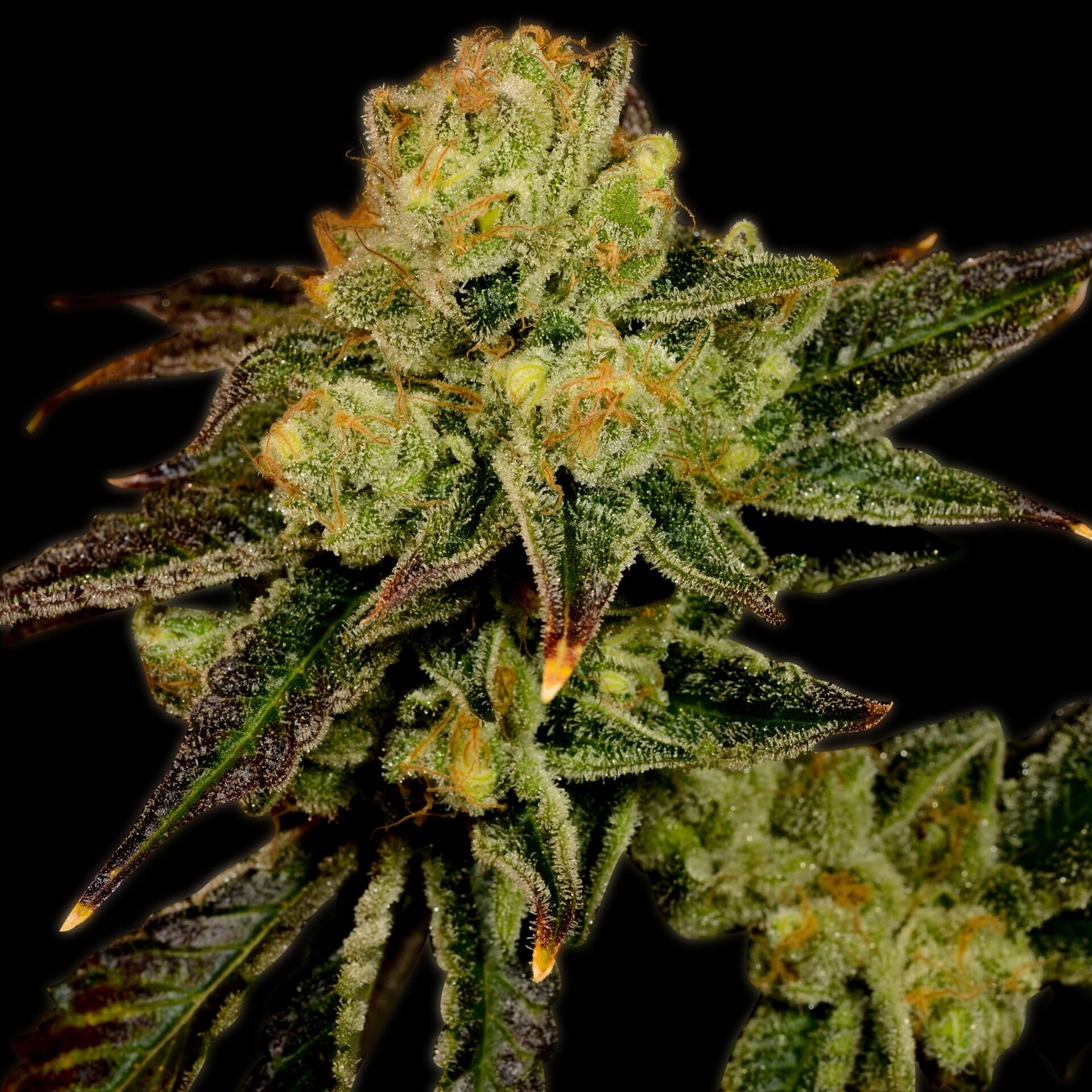 Stardawg Feminized Cannabis Plant