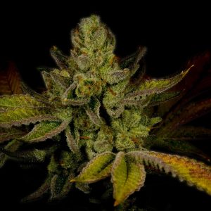Strawberry Cough Feminized Cannabis Plant