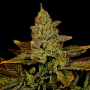 Strawberry Diesel Autoflower cannabis plant