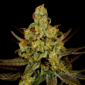 Strawberry Kush Feminized cannabis plant