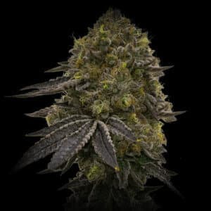 Super Silver Haze Autoflower Cannabis Plant