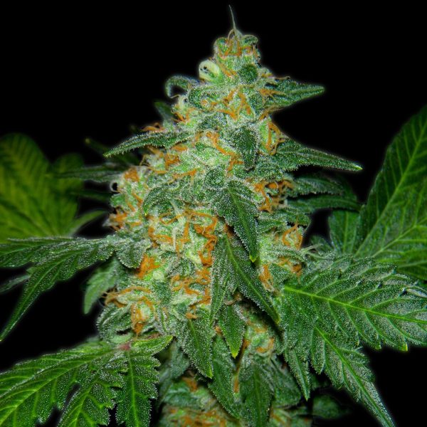 Sweet Tooth Feminized Cannabis Plant