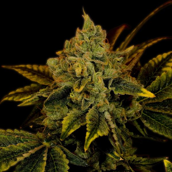 Tangerine Dream Feminized Cannabis Plant