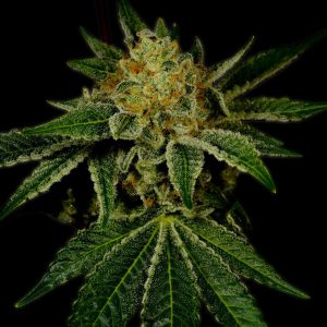 Tangie Autoflower Cannabis Plant