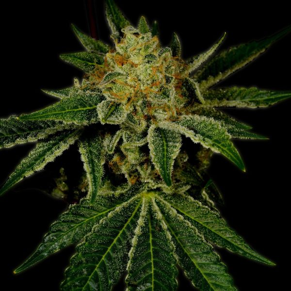 Tangie Feminized Cannabis Plant