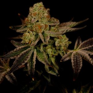 Thin Mint Feminized Cannabis Plant