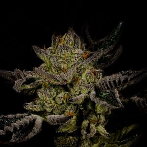 Trainwreck Autoflower Cannabis Plant