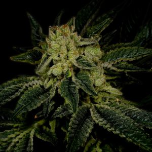 Triangle Kush Autoflower Cannabis Plant