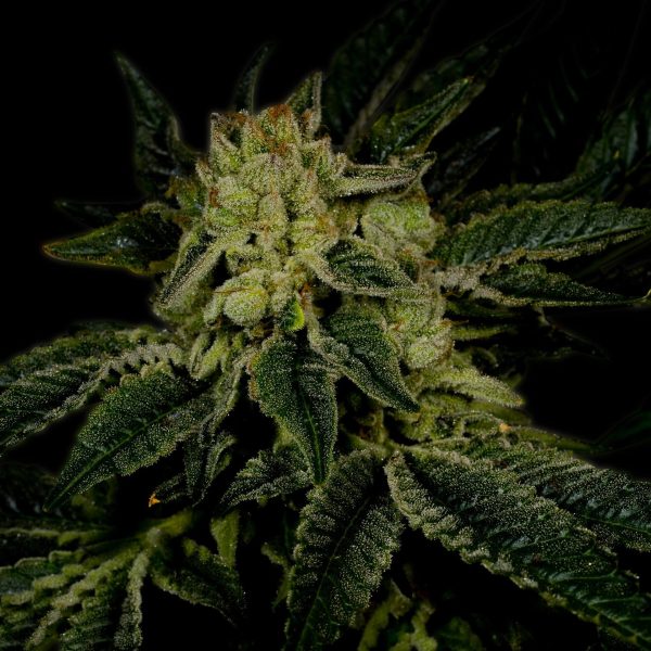 Triangle Kush Feminized Cannabis Plant
