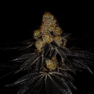 Tropicana Cookies Feminized Cannabis Plant