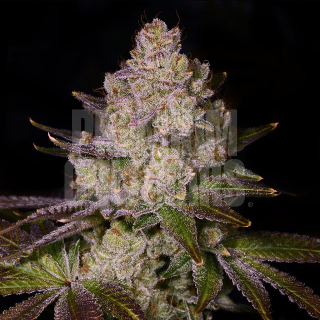 Close-up of the Cherry Pie cannabis strain, featuring sticky green buds with purple highlights. It has a sweet candy flavor with balanced sour undertones. Shop Cherry Pie seeds from Premium Cultivars.