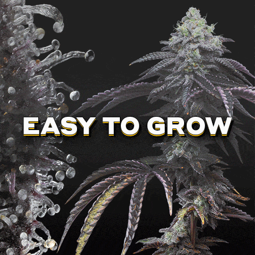 Easy to Grow seeds
