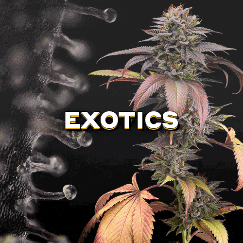Exotic seeds