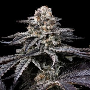 Obama Runtz strain cannabis plant with densely packed trichomes. Sugar leaves and pistils are shown. Purchase feminized Obama Runtz seeds online from Premium Cultivars.