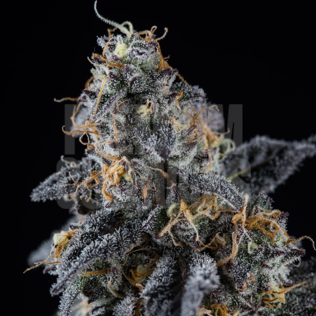 A Sherbet plant is presented. This flower is tightly packed with trichomes. Sherbet strain cannabis seeds are available online from Premium Cultivars.