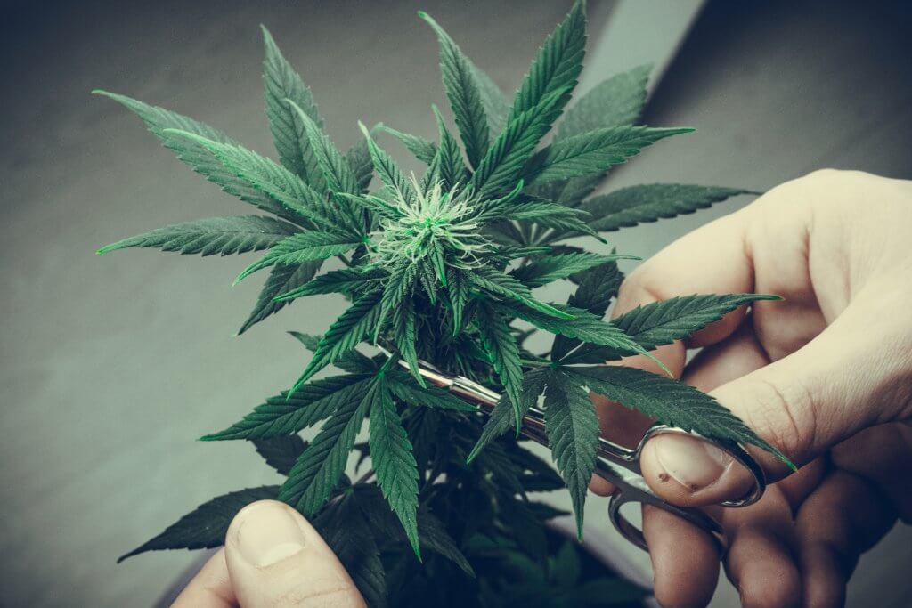 Trimming cannabis