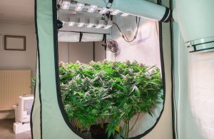 Mainlined cannabis plants in a grow tent