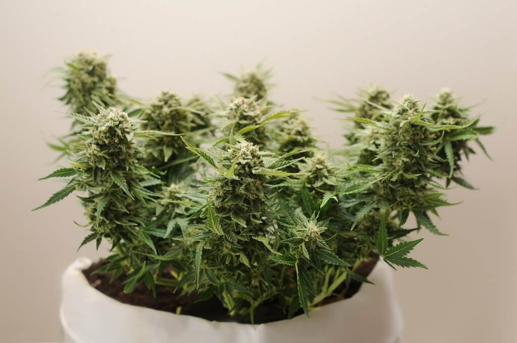 Micro Growing cannabis