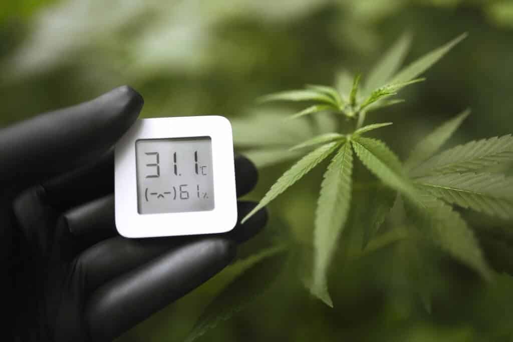 Humidity for growing cannabis