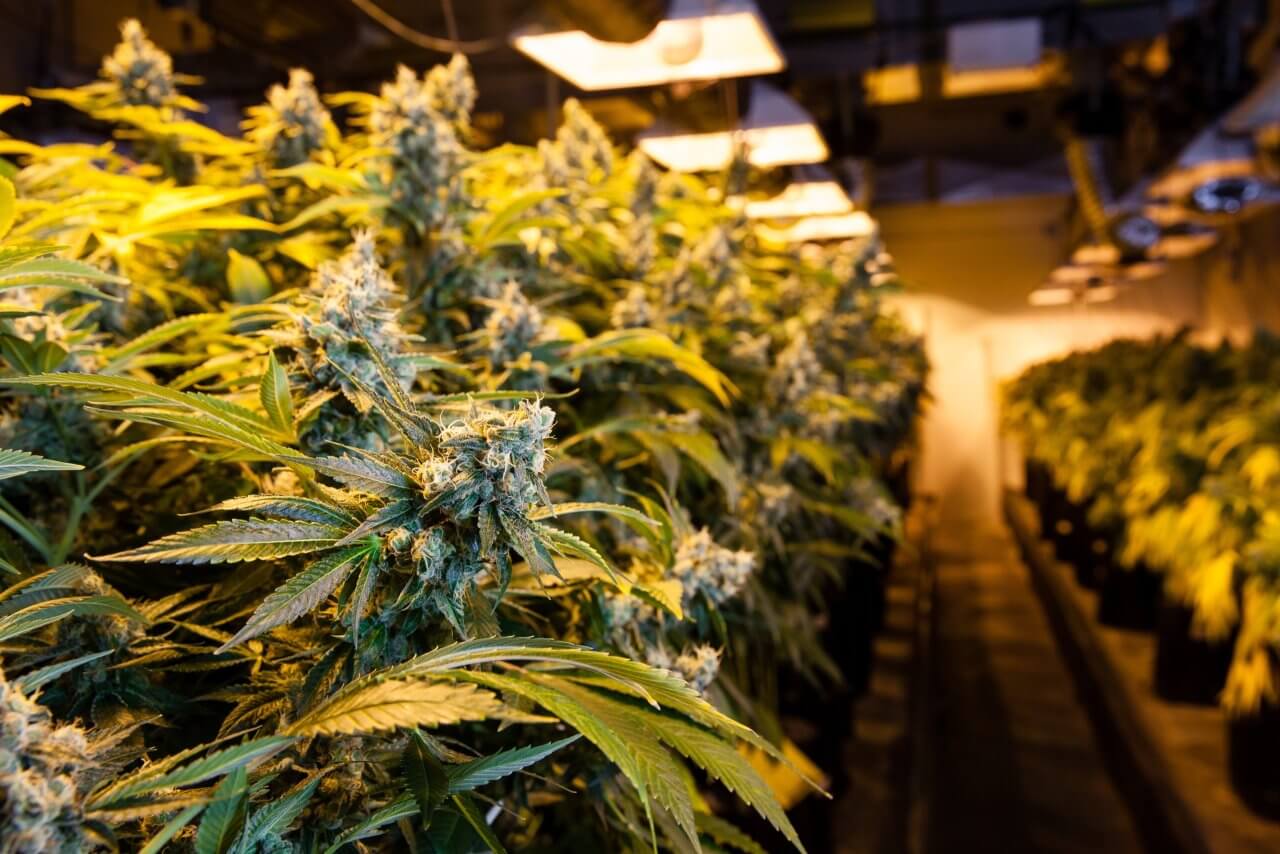 Growing an Ounce of Pot Indoors Can Emit as Much Carbon as Burning