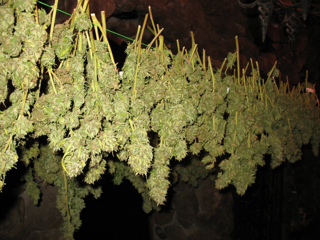 Drying and curing cannabis